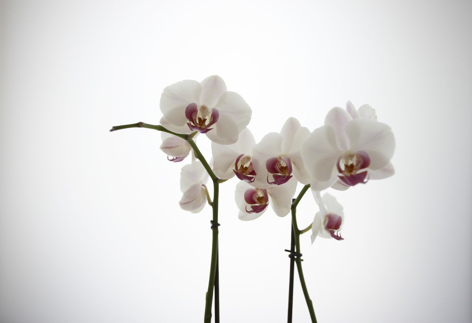 intzudi-9820-preview